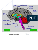 Sts Cheat Sheet of The Brain