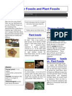 Fossilgroupnewspaper