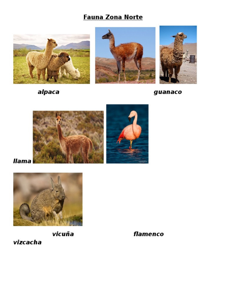 Flora Y Fauna Zona Norte _ Flora y Fauna de Chile: especies más