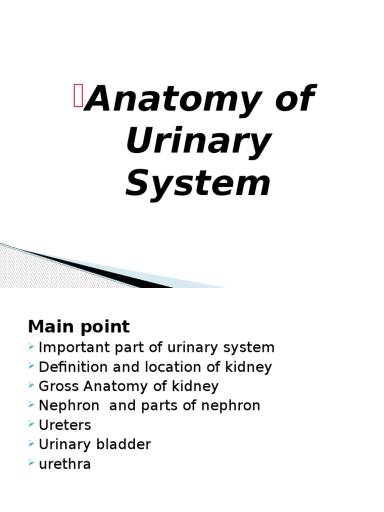 Anatomy of Urinary System Biology Diagrams