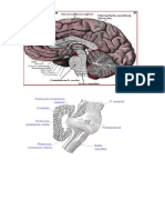 L Que El Meninges Espinales