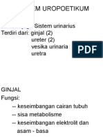 Sistem Uropoetikum: Disebut Juga Sistem Urinarius Terdiri Dari: Ginjal (2) Ureter (2) Vesika Urinaria Uretra