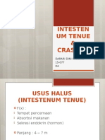 Histologi GIS - Intestenum Tenue & Crassum