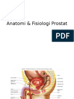 Anatomi & Fisiologi Prostat