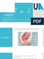 Anatomía y Fisiología Vagina.pptx