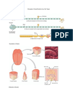 Analizatori, Circulator, Excretor, SNV