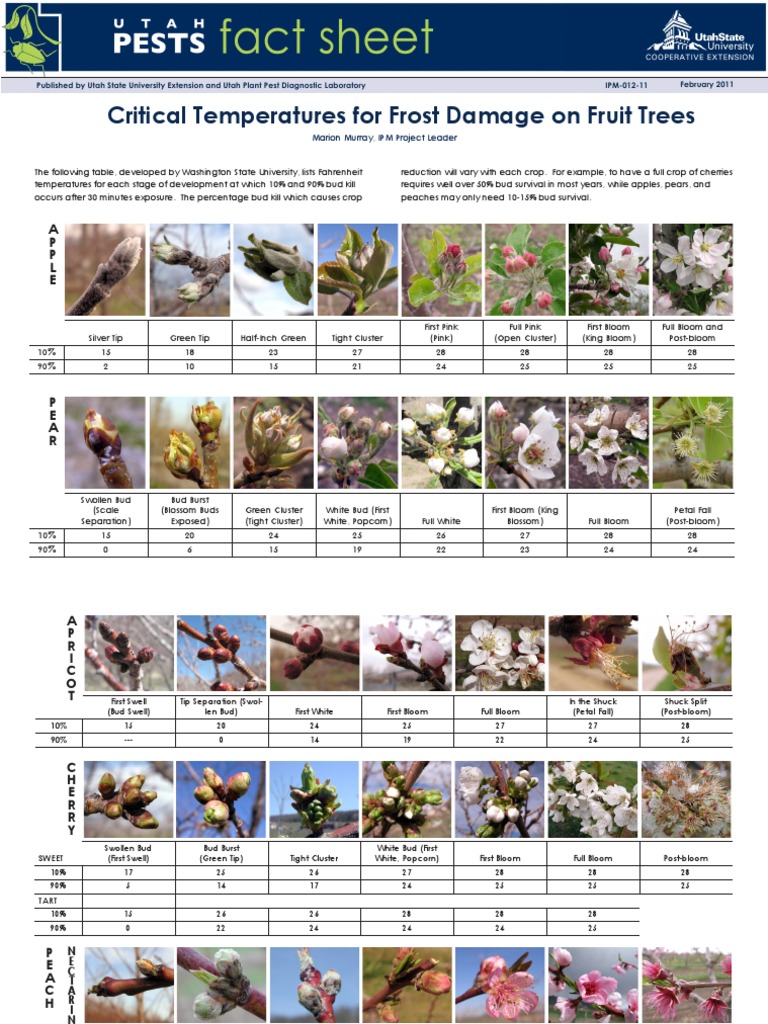 Critical Frost Damage Temperatures for Fruit | PDF | Plants ...