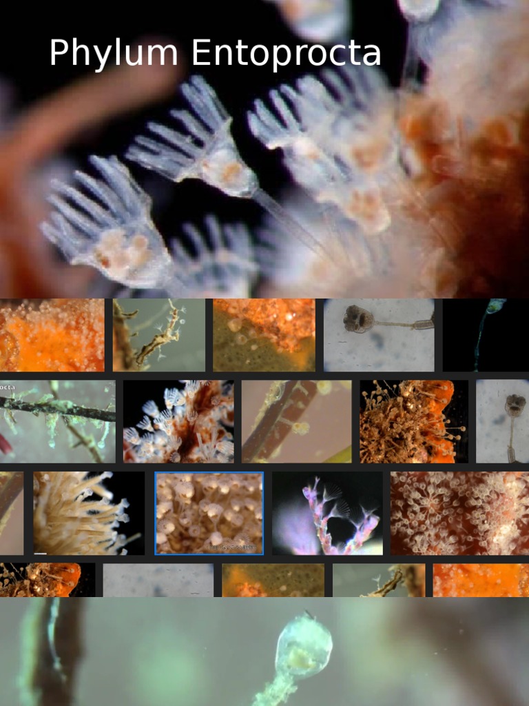 Phylum Entoprocta | PDF