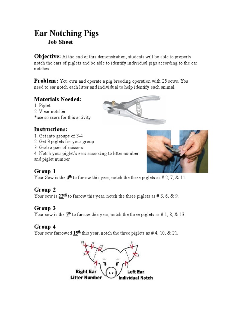 ear notching practice assignment answer key