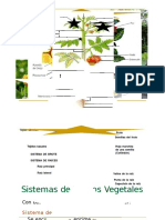 CLASE 07 - TEJIDOS VEGETALES - copia.docx