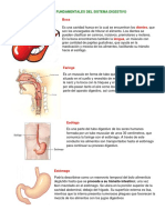 Órganos Fundamentales Del Sistema Digestivo