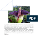 Amorphophallus Titanum / Bunga Bangkai