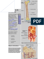 Anatomia de Los Huesos..