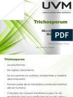 Trichosporum