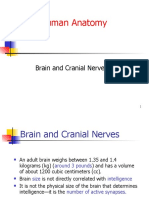 Human Anatomy: Brain and Cranial Nerves