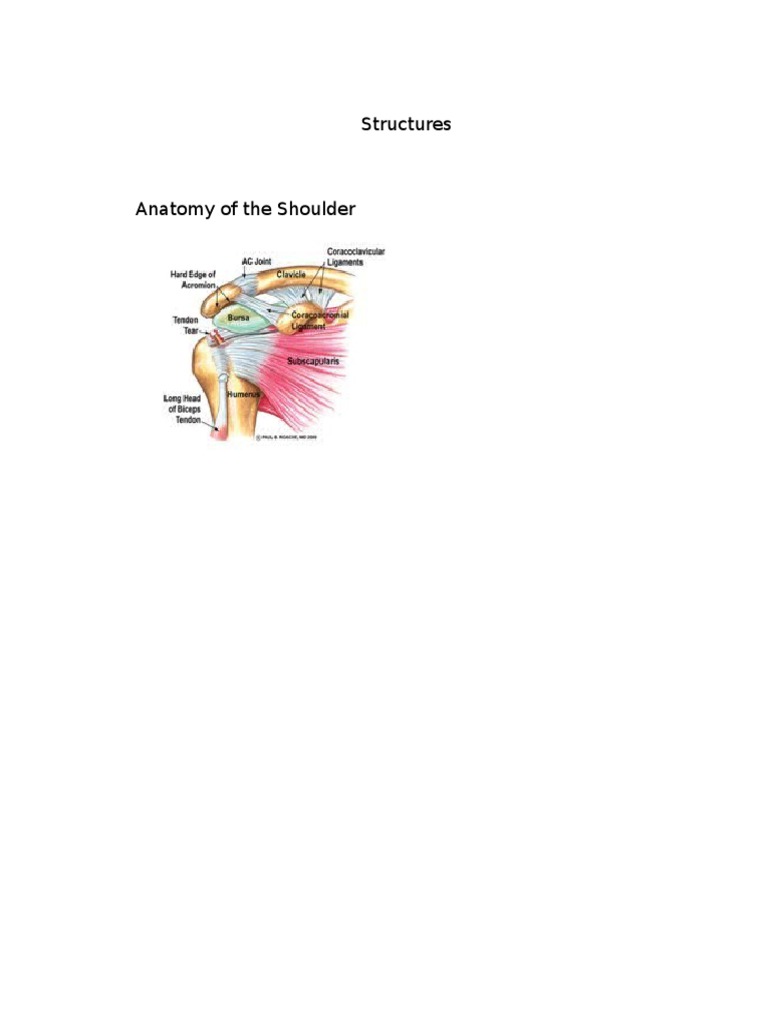Anatomy of the Shoulder Structures | PDF