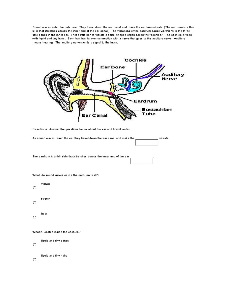 How Sound Waves Travel Through the Ear | PDF