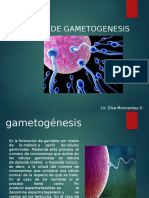 Proceso de Gametogenesis