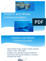 Dolphin and Whale Communication