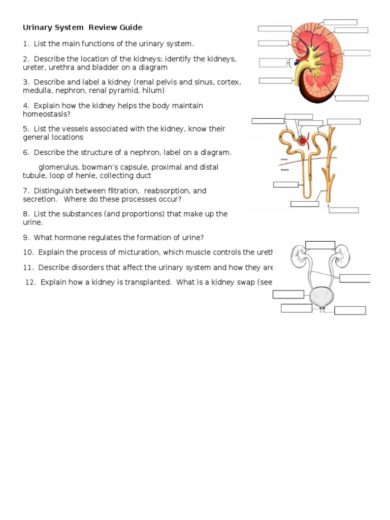 Urinary System Review Guide | PDF | Kidney | Urinary System
