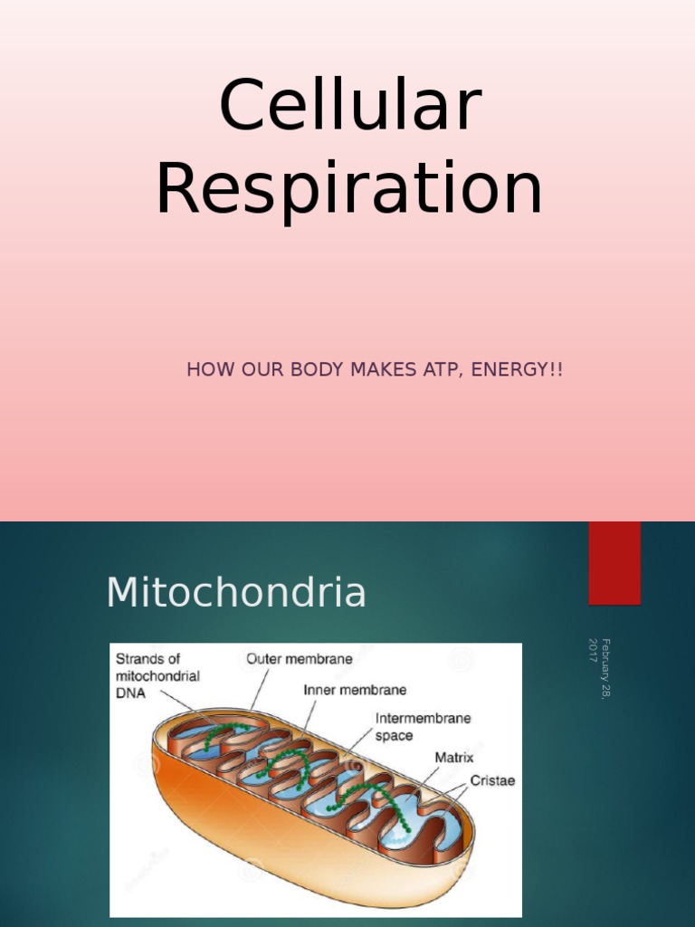 Chapter 1 Energy and Respiration | PDF | Adenosine Triphosphate ...
