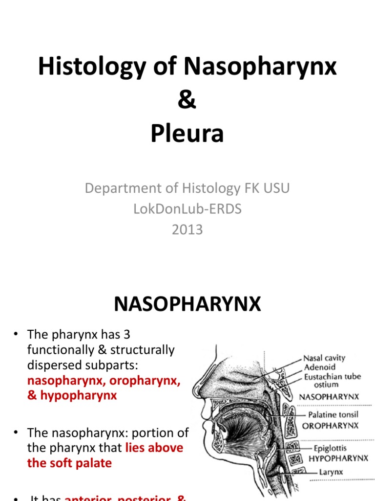 K.14 Histology of Nasopharynx & Pleura | PDF | Epithelium | Anatomy
