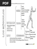 Sistema Locomotor Clasificación Músculos1