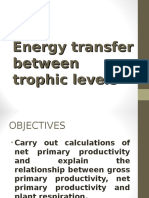 Energy Transfer Between Trophic Levels
