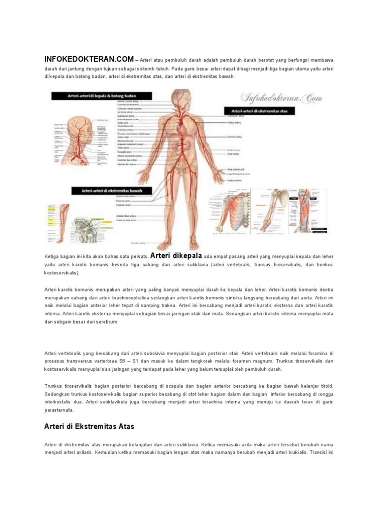 Arteri Ektremitas Atas Dan Ekstremitas Bawah