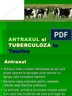 Antraxul Si Tuberculoza La Taurine