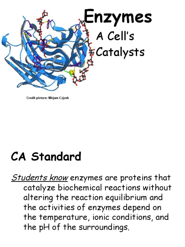 The Role of Enzymes as Catalysts in Cellular Biochemical Reactions PDF