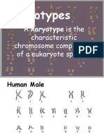 Karyotypes.ppsx