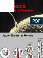 Gamete Formation: Meiosis