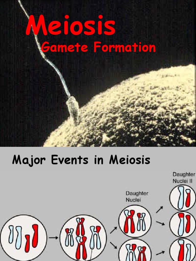 Understanding Meiosis and Gamete Formation | PDF | Science & Mathematics