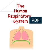 RespiratorySystem PPSX