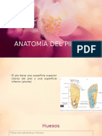 Anatomía Del Pie