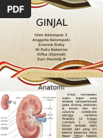 Download GINJAL KIDNEY by Rifka Uljannah SN346762885 doc pdf
