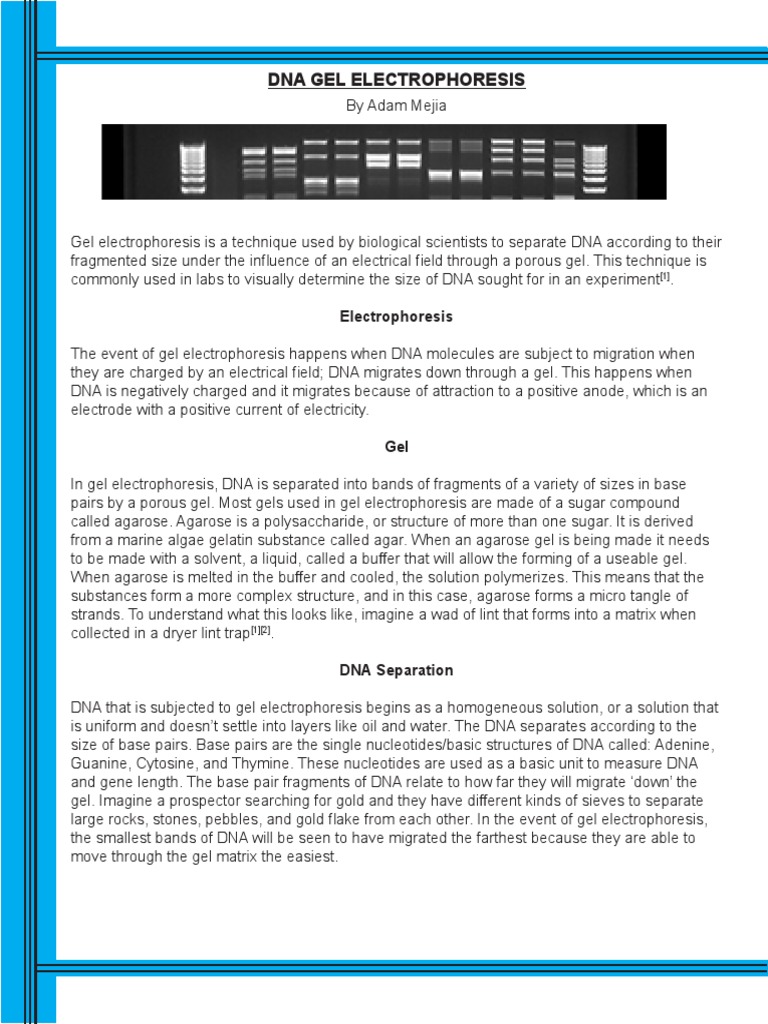 Gel Electrophoresis Technical Manual Project PDF Gel