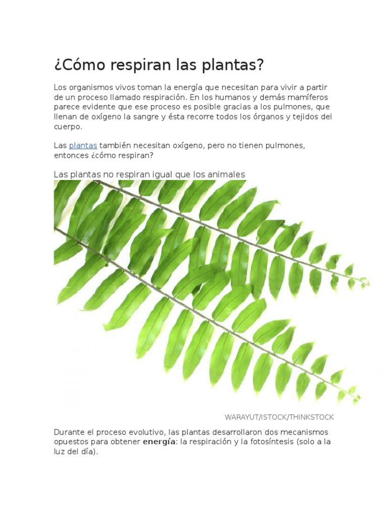 Cómo Respiran Las Plantas Plantas Fotosíntesis