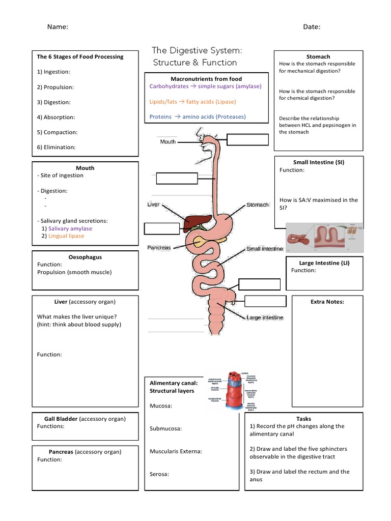 the digestive system graphic organiser | Digestion | Human Digestive System