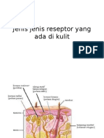 Jenis jenis reseptor yang ada di  kulit.pptx