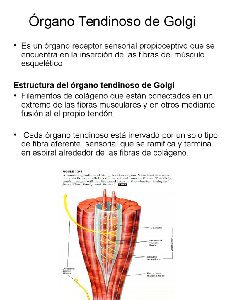 Orgão Tendinoso De Golgi E Fuso Muscular Função