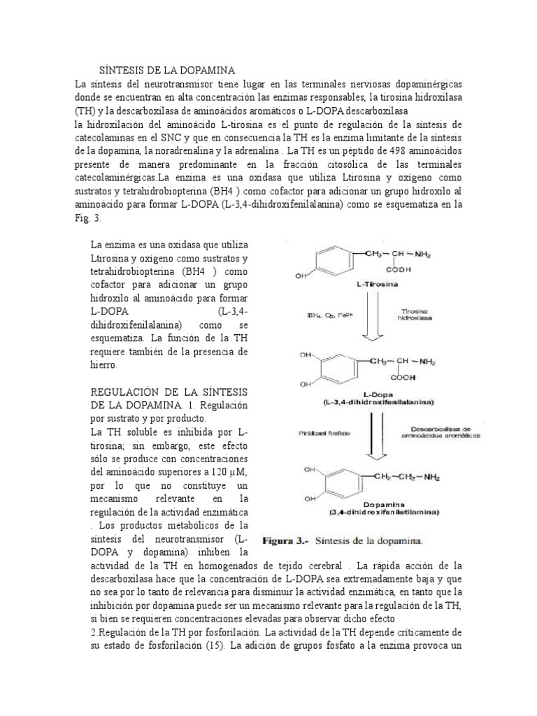 Síntesis y Regulación de la Dopamina | PDF | Dopamina | Tirosina