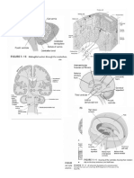 Neuroanatomy Pictures Part 2 - Waxman