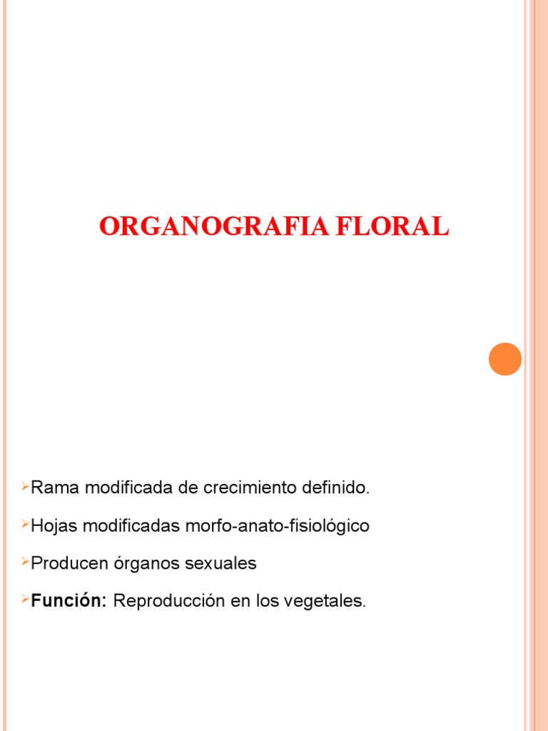 Partes y Estructura de la Flor | PDF | Flores | Tallo de la planta