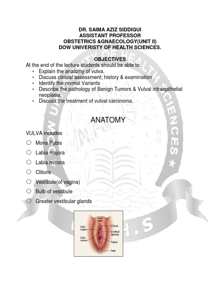 Vulva Anatomy and Cancer Overview | PDF | Labia | Neoplasms