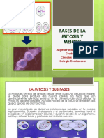 Fases Mitosis y Meiosis Angela Junca Daza