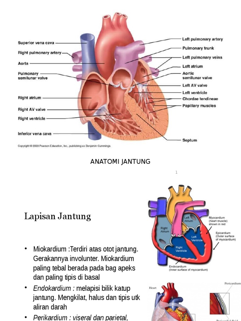 Anatomi Jantung | PDF