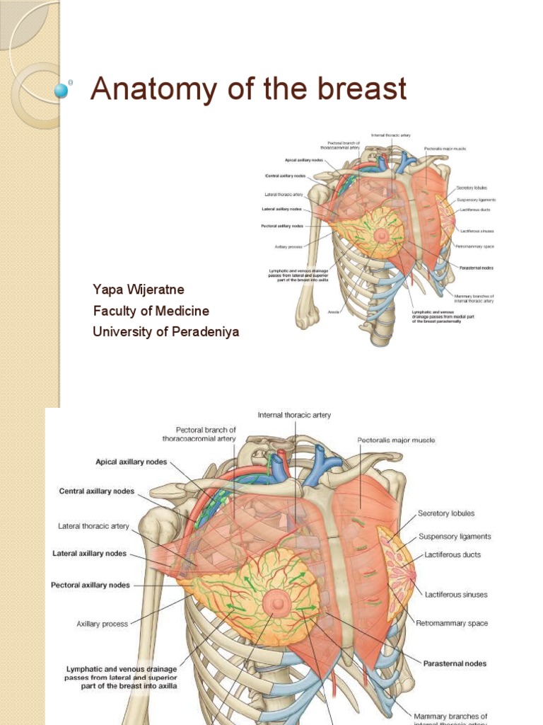 anat Lymphatic System Breast