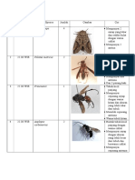 Data Light Trap 13-24